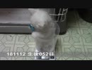 【生後052~058日】伊勢'sの体重測定【蒼民家の猫々】