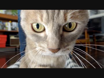 【モアクリ】 アシカラマル・ヒモスキー