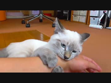 噛み癖のすごい子猫に骨の髄まで食べられちゃいそう