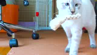 人気の 持ってくる猫シリーズ 動画 39本 ニコニコ動画