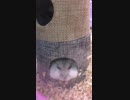 ハムスターが小屋の中でエサをほおばるだけ