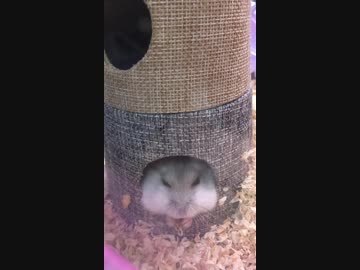 ハムスターが小屋の中でエサをほおばるだけ