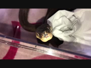 ニシキヘビが見つめるだけの動画