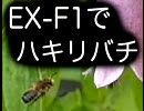 EX-F1 ホタルブクロとバラハキリバチ(多分)