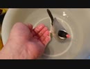 水浴びしたいけど一人だと不安な文鳥