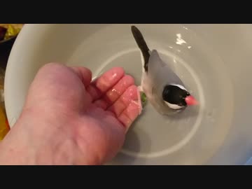 水浴びしたいけど一人だと不安な文鳥