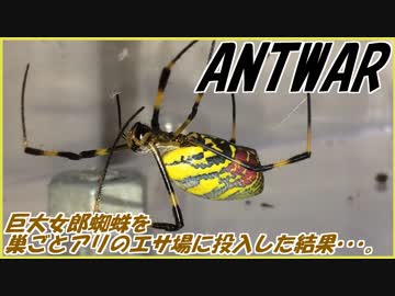ジョロウグモという強敵を前にしてアリは恐怖心を抱く？