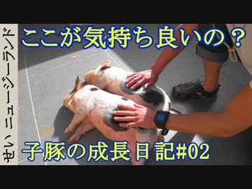 子豚の成長日記#02　気持ち良い所を探すよ！