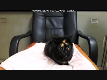 地震に驚くあずき