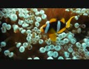 Clown Fish UnderWater　友添峻希