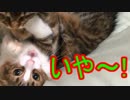猫達のじゃれあい