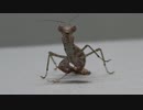 [閲覧注意!!] 再編集 ヒナカマキリ(幼虫）にゴキブリを食べさせてみた。(Amantis nawai)
