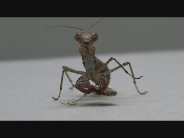 [閲覧注意!!] 再編集 ヒナカマキリ(幼虫）にゴキブリを食べさせてみた。(Amantis nawai)