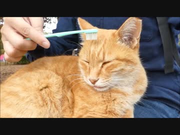 野良猫が膝の上に乗っかってきたので歯ブラシで撫でてみた