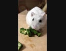 【ハムスター】ふわふわがネバネバをもぐもぐするだけ