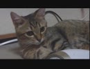 仔猫と生活#31「カワイイポーズ」