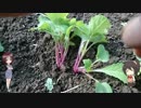 陰キャの【家庭菜園】その6