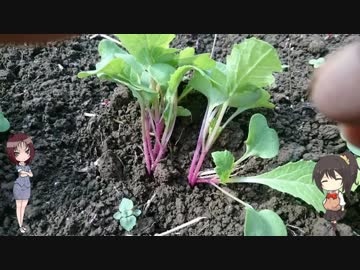 陰キャの【家庭菜園】その6