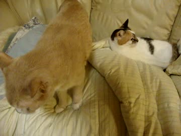 帰宅した時のとろとぷっぷの反応