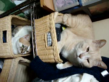 籠にすっぽり入ってるとろと入りきらないぷっぷ