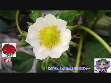 本気農業　「いちご」つくって400万稼ぐ　その15 ゆっくり解説