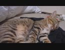 仔猫と生活#33「お昼寝？」