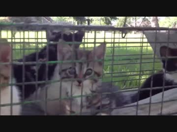 母猫にあっさり見捨てられる子猫たち