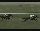 【競馬】 1993年 NHK杯 マイシンザン