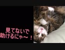 猫達のじゃれあいα