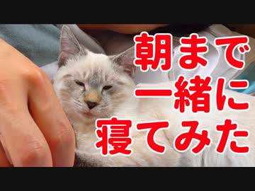 子猫のデュフィと朝まで一緒に寝てみたら…【デュフィの観察動画】
