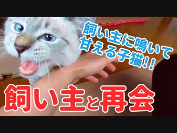 飼い主と久しぶりの再会で鳴きまくって甘える子猫