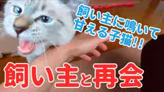 人気の 子猫 動画 11 166本 ニコニコ動画