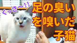 くっさ〜！飼い主の足の臭いを嗅いで悶絶する子猫【フレーメン現象】