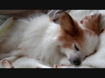 スヤスヤ眠るワンコ（パピヨン）