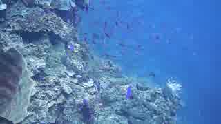 School Of Fish　友添峻希