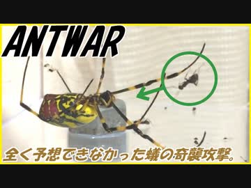 クモの糸にかかったアリ、決死の逆襲！
