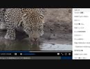 《がおーっ》アフリカ・サバンナ野生動物ツアー 生中継【11月12日 朝＆夕】