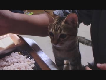 仔猫と生活#36「晩御飯攻防戦」