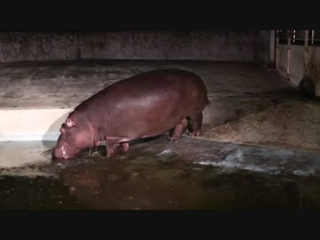 東武動物公園 荒ぶるカバさん