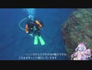 潜ってきました（2018年10月18日） ＠八丈島乙千代ヶ浜