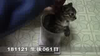 【生後059~065日】伊勢'sの体重測定【蒼民家の猫々】