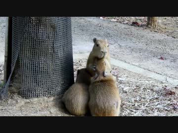 5 Capybara Babies　埼玉県こども動物自然公園