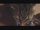 仔猫と生活#37「はじめての●●かつお」