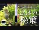 【切り株水槽#7】アベニーパファー、雌雄混泳の秘策