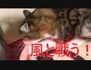 ダイソンドライヤーの風と戦う猫