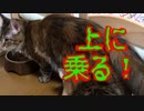 またぐ猫(ももこ)とまたがれる猫(さくら)