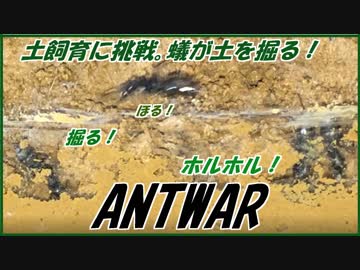 日本最大のアリを土飼育しようと試みた結果・・・。