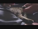 仔猫と生活#38「まったりのスキに・・・」