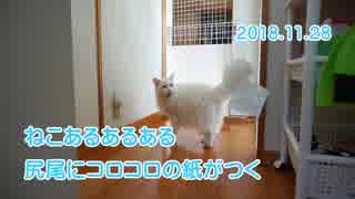 【HR299】ねこあるあるある　尻尾にコロコロの紙がつく