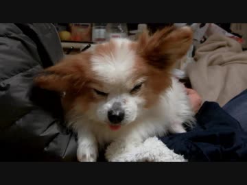 眠たそうなワンコ（パピヨン）